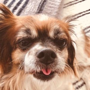 Meet your Posher, Posey